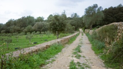 Blurred mediterranean landscape with defocused trees lining a rustic path surrounded by green...