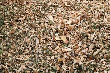Full frame image of wood chipping on grass