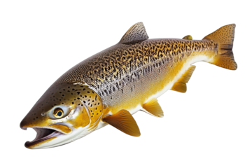 A golden trout with speckled scales swims in a black void