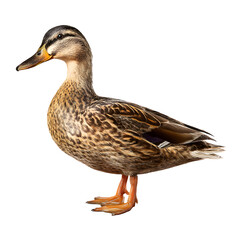 Obraz premium A female mallard duck with detailed brown plumage stands gracefully on a white background, showcasing its natural beauty and serene presence in isolation.