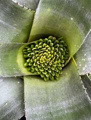 Close up of centre of green succulent plant