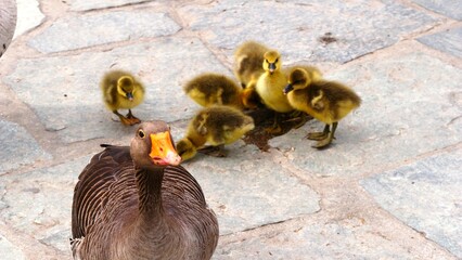 Oie cendrée et ses poussins au zoo asiatique de Pairi Daiza en Belgique europe © CHRISTINE