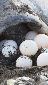 super close up Olive ridley sea turtle laying eggs in the sand on ostional beach in costa rica during the arribada nesting season
