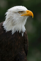 Fototapeta premium Portrait of an adult Bald Eagle (Haliaeetus leucocephalus)