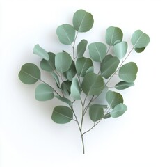 Eucalyptus Filler Greenery On White Background