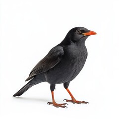 Chough Bird Side View Portrait On White
