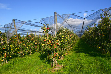Apfelplantagen, Apfelregion, Apfelanbaugebiet, Bodensee