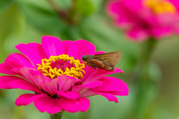 ジニアの花にとまる蝶の姿