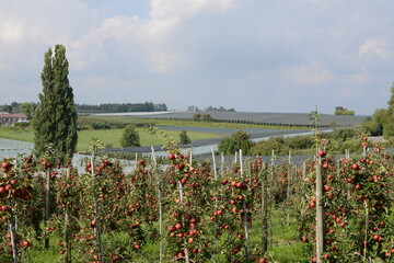 Apfelregion, Apfelanbaugebiet, Bodensee