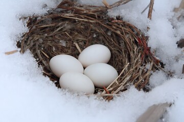 White eggs in frozen nest magnified view  
