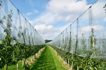 Junge Apfelplantage, Apfelregion, Apfelanbaugebiet, Bodensee
