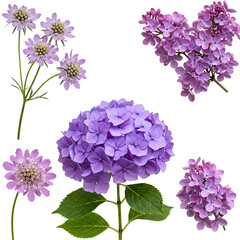 lilac flowers isolated on white