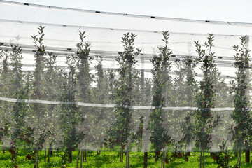 Junge Apfelplantage, Apfelregion, Apfelanbaugebiet, Bodensee
