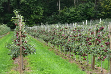 Apfelplantagen, Apfelregion, Apfelanbaugebiet, Bodensee