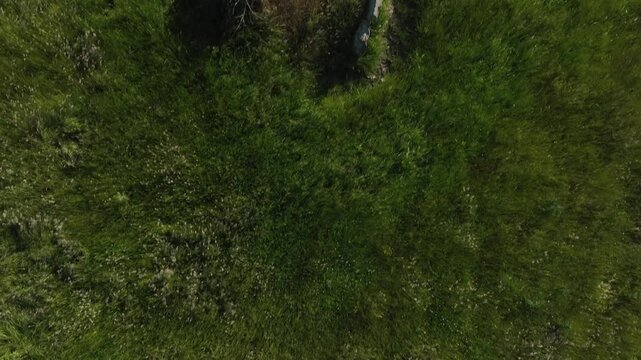Lisnadarragh Wedge Tomb, County Monaghan, Ireland, June 2023. Drone top down over swaying tall grass reveals megalithic roofless burial site from neolithic era monument in center of pasture field
