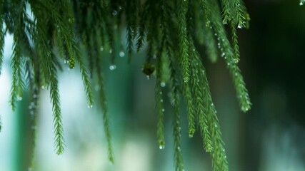 Morning dew drops on pine branch leaves in quiet forest setting