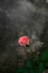 Close-up of peach rose in the home garden