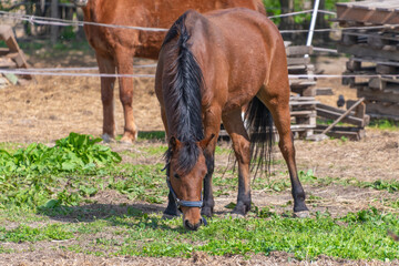 Brown horse grazing in farm pasture with wooden fences and hay