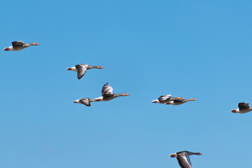 Flock of geese soaring across clear blue sky in formation. greylag goose.