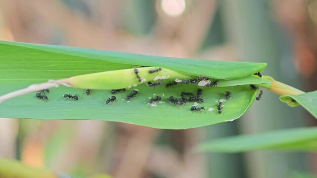 Ants eat aphids on bamboo leaves.