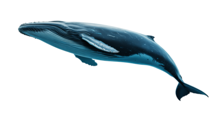 Blue whale isolated on a white background, highlighting its streamlined body and massive size, perfect for use in educational, scientific, and ocean-themed visual content