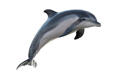 dolphin leaping out of water, isolated on a transparent background