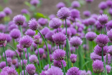 Schnittlauch, Schnittlauchblüten (Allium schoenoprasum)