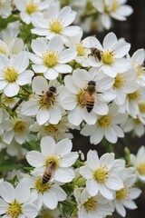 Obraz premium Busy bees diligently gather nectar from pristine white blossoms , gathering, pretty, blossom