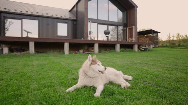 portrait of happy and fluffy siberian husky dog laying outside the country house