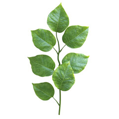 Fototapeta premium Fresh Green Leaves Border Isolated on White Background