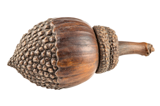 Isolated Detailed Acorn
