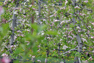 Apfel, Kulturapfel,  Malus domestica