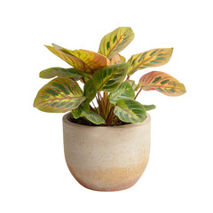 A Small Potted Maranta Plant with Unique Red Veined Leaves Isolated on Transparent Background