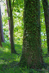 Forest Trail Leading to Hidden Lake