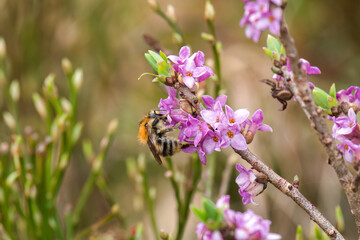a bumblebee on a daphne on a mountain meadow at a spring day