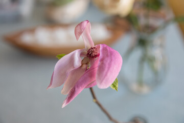 Magnolia flower in a vase on a table