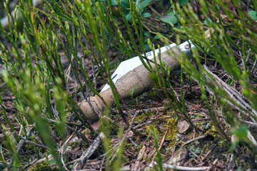 found a mushroom knife in the forest at a spring day