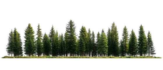 pine forest isolated on white background
