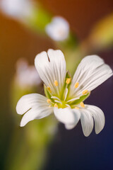 Macro Photograph of a White Wildflower on Blurred Background
