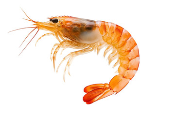 shrimp isolated on white background
