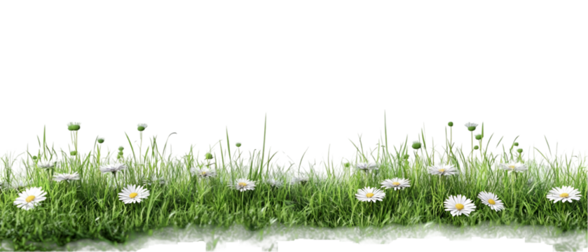 green grass isolated on white