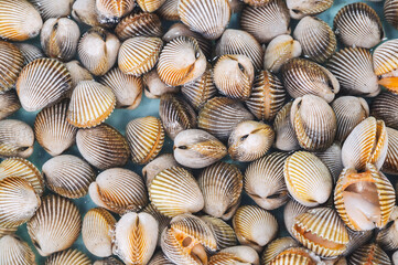 background with fresh shells and clams. A shellfish mussels stall at seafood market in Asia in close-up