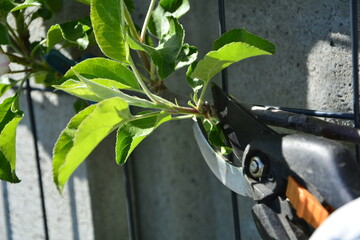 przycinanie sekatorem odrostów na jabłoni wiosną, młode pędy jabłoni cięte sekatorem ręcznym, pruning of apple tree shoots with pruner in spring, young apple tree shoots cut with hand pruner	