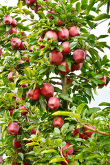 Apfel,  Malus domestica, Roter Delicious