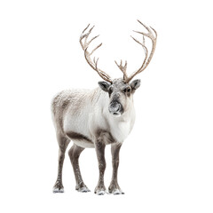 A reindeer with majestic antlers stands gracefully against a pristine white backdrop, its fur dusted with fresh snow in a serene winter wonderland setting.