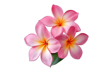 frangipani flower isolated on white