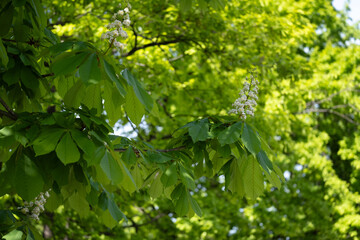 Obraz premium Horse chestnut branches with young and mature blooms
