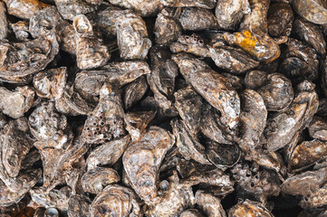background with oysters. Fresh oysters at the seafood market in France close-up