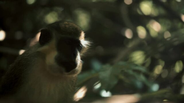 Ververt vert &agrave; beaux poils regarde en gros plan la cam&eacute;ra dans les yeux en macro en mangeant des cacahu&egrave;tes jet&eacute;s par des touristes europ&eacute;ens dans un parc zoologique de gambie (3)