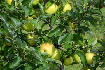 Apfel,  Malus domestica, Golden Delicious